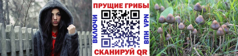 Псилоцибиновые грибы Psilocybe  Гуково 